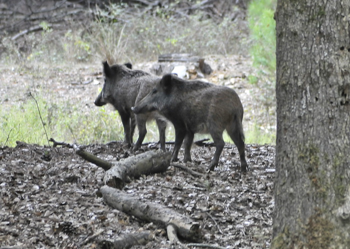 Cinghiale - Sus scrofa